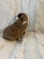 Cookie Dough , a female Aussiedoodle for sale in Meeker, CO – Photo 4 of 6