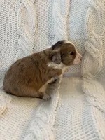 Cookie Dough , a female Aussiedoodle for sale in Meeker, CO – Photo 5 of 6