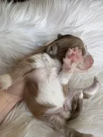 Cookie Dough , a female Aussiedoodle for sale in Meeker, CO – Photo 6 of 6