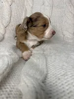 Sarah , a female Aussiedoodle for sale in Meeker, CO – Photo 6 of 8