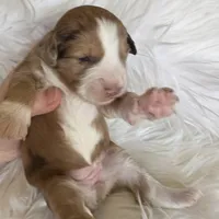 Sarah , a female Aussiedoodle for sale in Meeker, CO – Photo 4 of 8