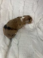 Sarah , a female Aussiedoodle for sale in Meeker, CO – Photo 8 of 8