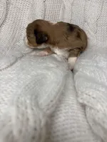 Sarah , a female Aussiedoodle for sale in Meeker, CO – Photo 7 of 8