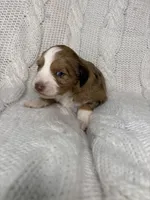 Sarah , a female Aussiedoodle for sale in Meeker, CO – Photo 3 of 8