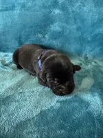 Cocoa, a male Labrador Retriever for sale in Greenville, SC – Photo 2 of 2