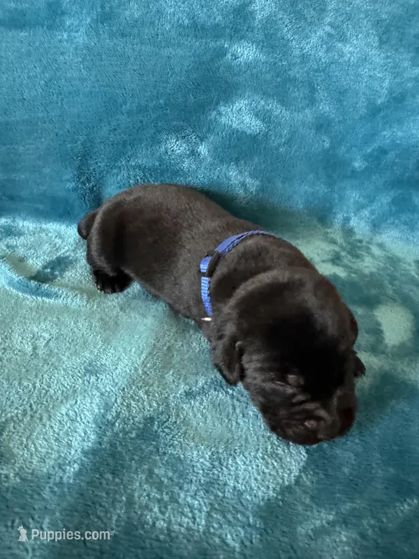 Cocoa – Labrador Retriever puppy for sale in Greenville, SC