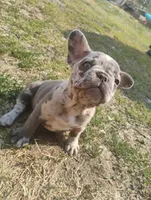 Daisy, a female French Bulldog for sale in Sprague, WA – 2 of 2