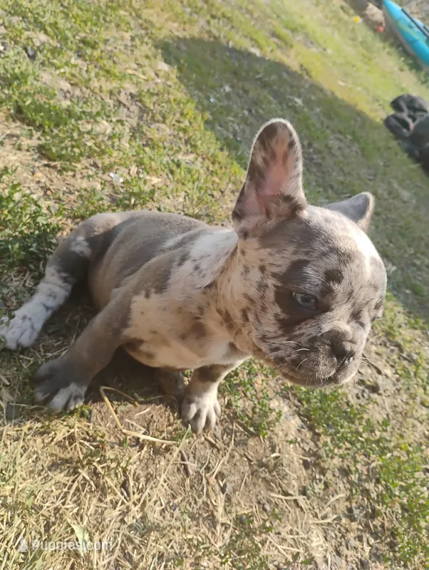 Daisy – French Bulldog puppy for sale in Sprague, WA