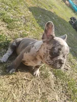 Daisy, a female French Bulldog for sale in Sprague, WA – 1 of 2