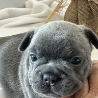 Pepper, a female French Bulldog for sale in Chelsea, OK – Photo 5 of 9