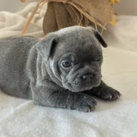 Pepper, a female French Bulldog for sale in Chelsea, OK – Photo 2 of 9