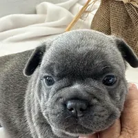 Pepper, a female French Bulldog for sale in Chelsea, OK – Photo 3 of 9