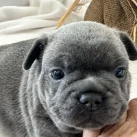 Pepper, a female French Bulldog for sale in Chelsea, OK – Photo 7 of 9