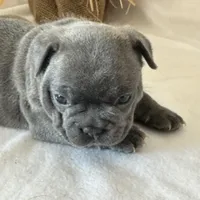 Pepper, a female French Bulldog for sale in Chelsea, OK – Photo 4 of 9