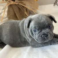 Pepper, a female French Bulldog for sale in Chelsea, OK – Photo 8 of 9