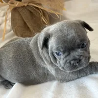 Pepper, a female French Bulldog for sale in Chelsea, OK – Photo 1 of 9