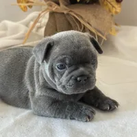 Pepper, a female French Bulldog for sale in Chelsea, OK – Photo 6 of 9