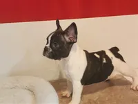 Belle, a female French Bulldog for sale in Chelsea, OK – Photo 3 of 3