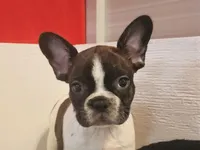 Belle, a female French Bulldog for sale in Chelsea, OK – Photo 1 of 3