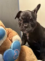 Gina, a female French Bulldog for sale in Chelsea, OK – Photo 1 of 7