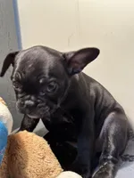 Gina, a female French Bulldog for sale in Chelsea, OK – Photo 7 of 7