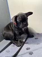 Gina, a female French Bulldog for sale in Chelsea, OK – Photo 5 of 7