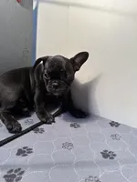 Gina, a female French Bulldog for sale in Chelsea, OK – Photo 4 of 7