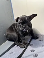 Gina, a female French Bulldog for sale in Chelsea, OK – Photo 3 of 7