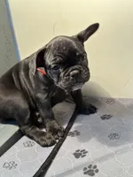 Gina, a female French Bulldog for sale in Chelsea, OK – Photo 2 of 7