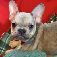 Bandit, a male French Bulldog for sale in Chelsea, OK – Photo 1 of 10