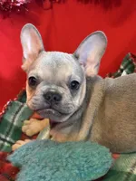 Bandit, a male French Bulldog for sale in Chelsea, OK – Photo 1 of 10