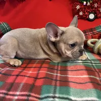 Bandit, a male French Bulldog for sale in Chelsea, OK – Photo 10 of 10