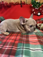 Bandit, a male French Bulldog for sale in Chelsea, OK – Photo 10 of 10