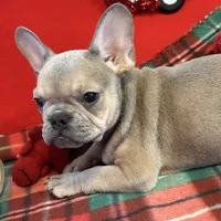 Bandit, a male French Bulldog for sale in Chelsea, OK – Photo 7 of 10