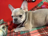Bandit, a male French Bulldog for sale in Chelsea, OK – Photo 7 of 10
