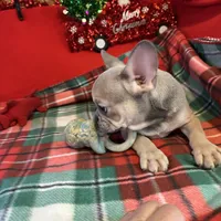 Bandit, a male French Bulldog for sale in Chelsea, OK – Photo 8 of 10