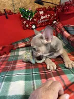 Bandit, a male French Bulldog for sale in Chelsea, OK – Photo 8 of 10