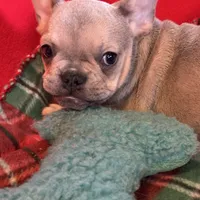 Bandit, a male French Bulldog for sale in Chelsea, OK – Photo 5 of 10