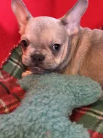 Bandit, a male French Bulldog for sale in Chelsea, OK – Photo 5 of 10