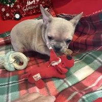Bandit, a male French Bulldog for sale in Chelsea, OK – Photo 4 of 10
