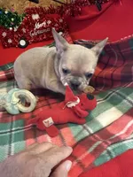 Bandit, a male French Bulldog for sale in Chelsea, OK – Photo 4 of 10