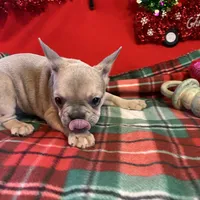 Bandit, a male French Bulldog for sale in Chelsea, OK – Photo 6 of 10