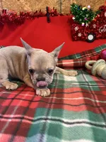 Bandit, a male French Bulldog for sale in Chelsea, OK – Photo 6 of 10