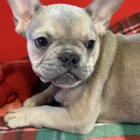 Bandit, a male French Bulldog for sale in Chelsea, OK – Photo 3 of 10