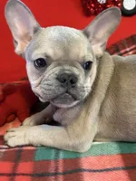 Bandit, a male French Bulldog for sale in Chelsea, OK – Photo 3 of 10