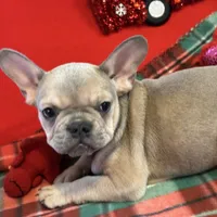 Bandit, a male French Bulldog for sale in Chelsea, OK – Photo 2 of 10