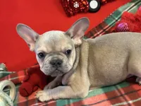 Bandit, a male French Bulldog for sale in Chelsea, OK – Photo 2 of 10