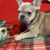 Bandit, a male French Bulldog for sale in Chelsea, OK – Photo 9 of 10