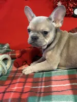 Bandit, a male French Bulldog for sale in Chelsea, OK – Photo 9 of 10