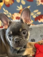 MILO, a male French Bulldog for sale in Chelsea, OK – Photo 3 of 8